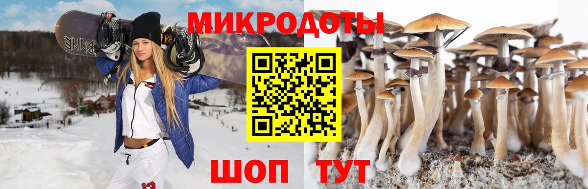 Псилоцибиновые грибы Psilocybine cubensis Нижний Новгород